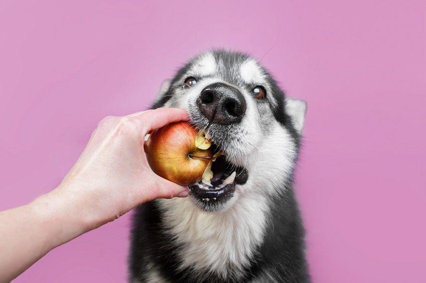 owoce w diecie psa-min.jpg