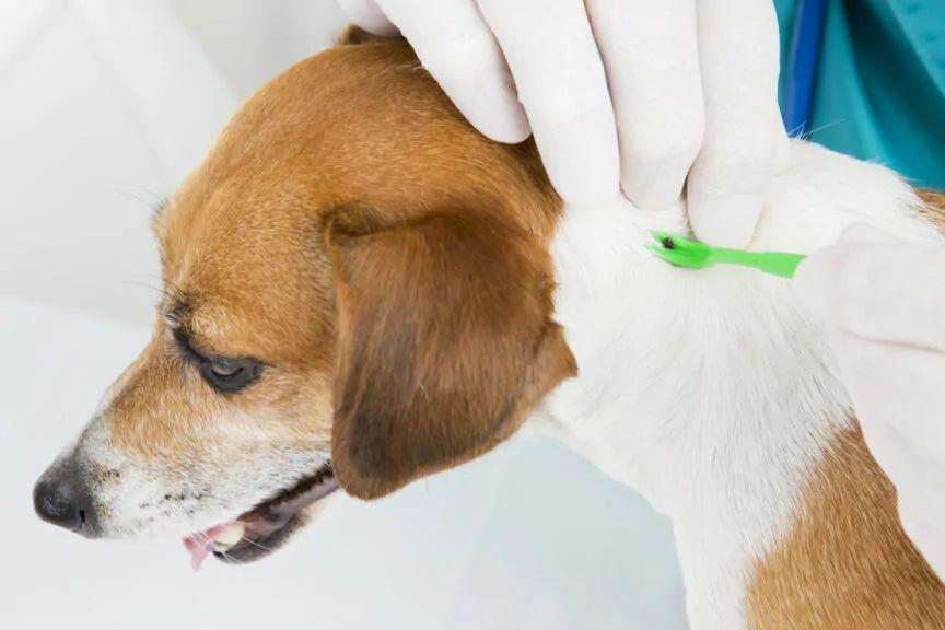 5 najczęstszych chorób, które pies może przywieźć z wakacji