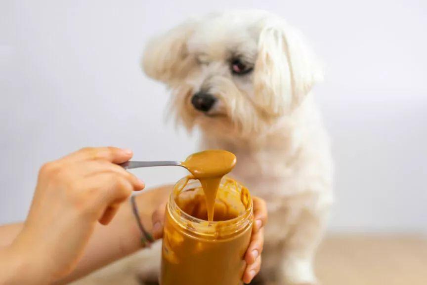 Czy pies może jeść masło orzechowe