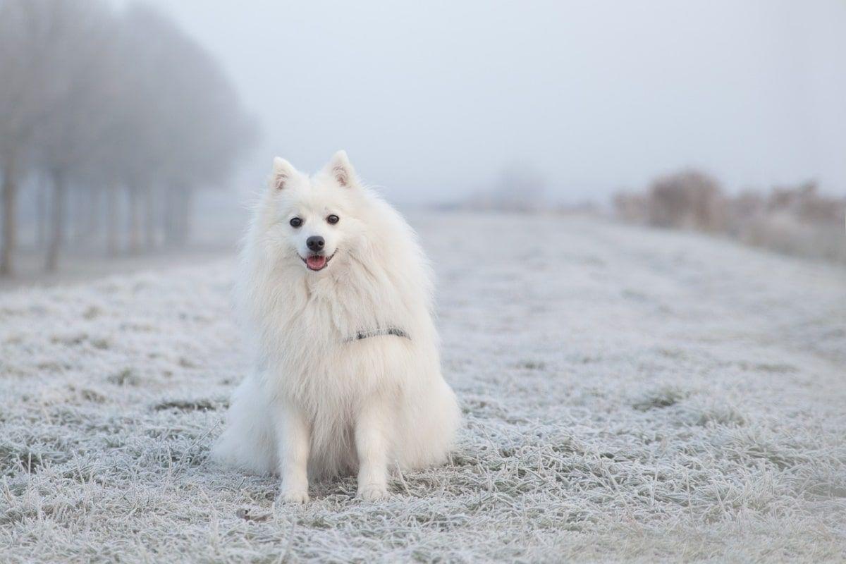 pielęgnacja skóry psa zimą