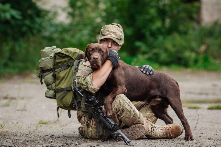 pies, wojna, żołnierz