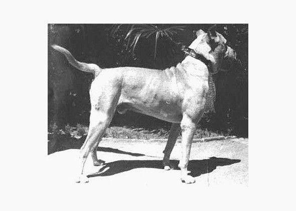 Bojowy pies z Kordoby