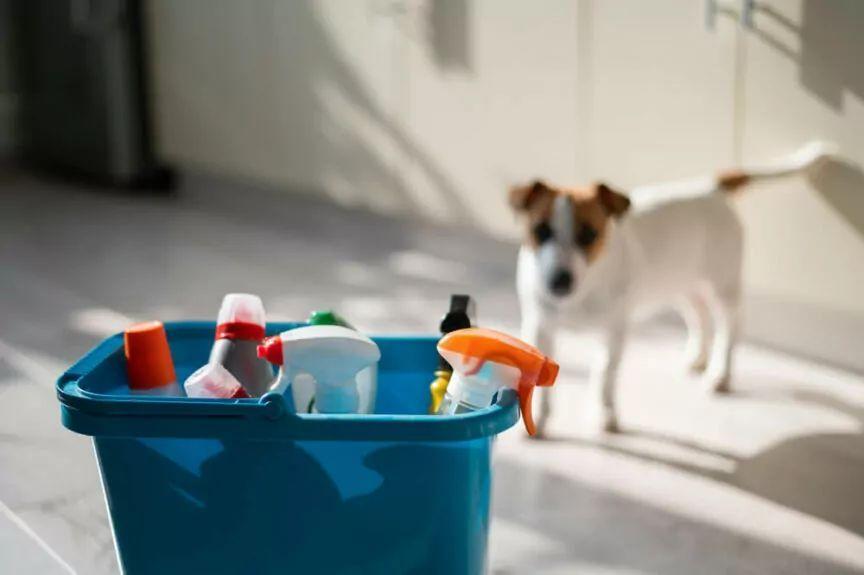 środki czystości bezpieczne dla psa
