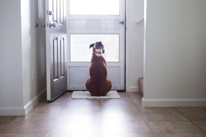 pies czeka przy drzwiach