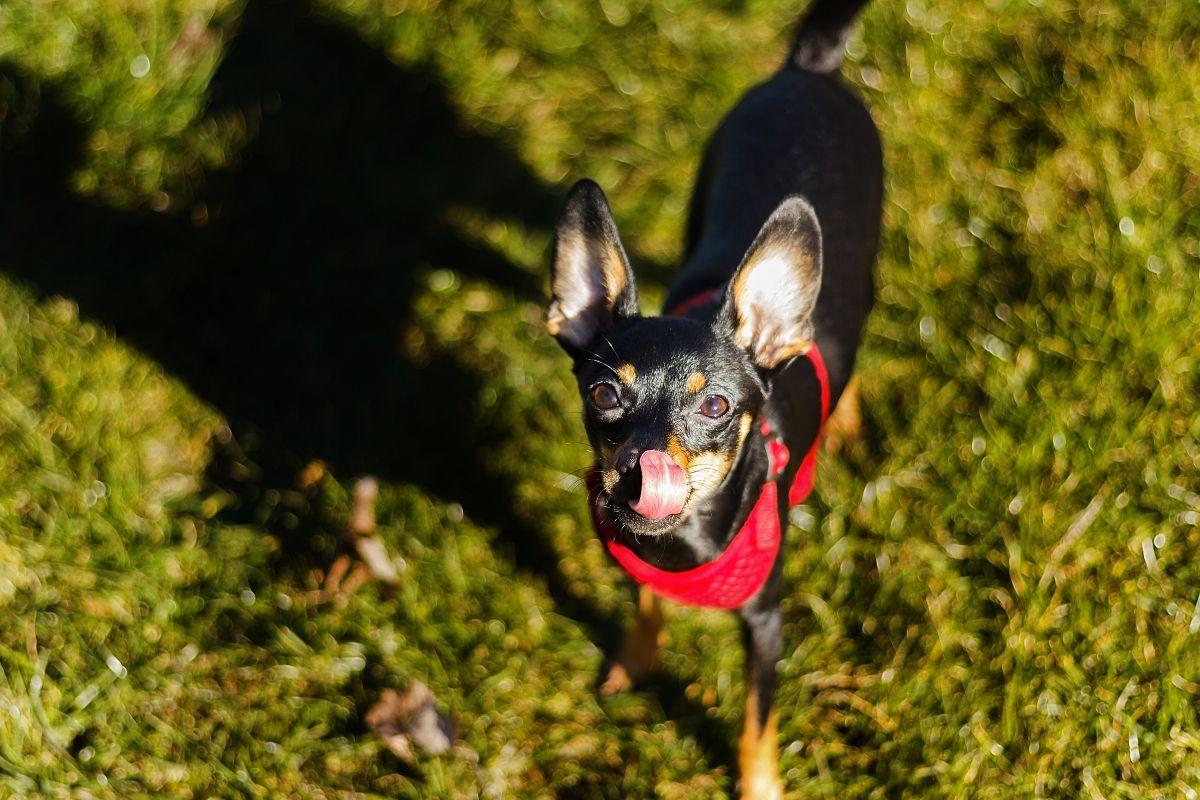 pies english toy terrier