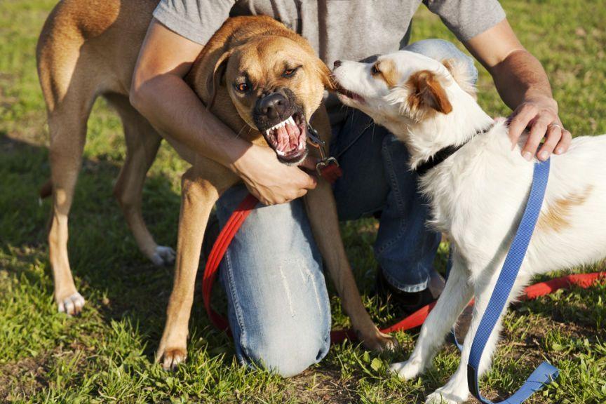 pies gryzie ucho drugiego psa