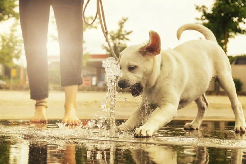 pies nie chce pić wody