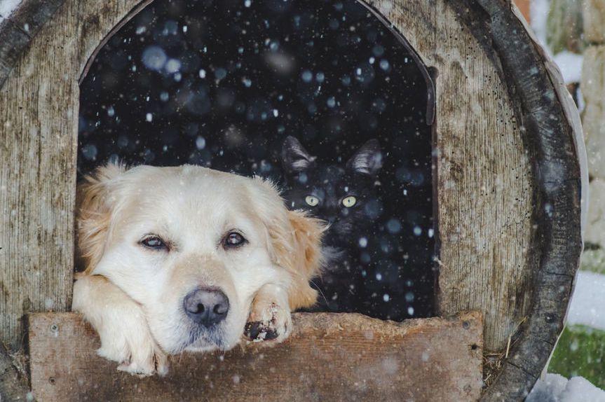 Pies w budzie zimą