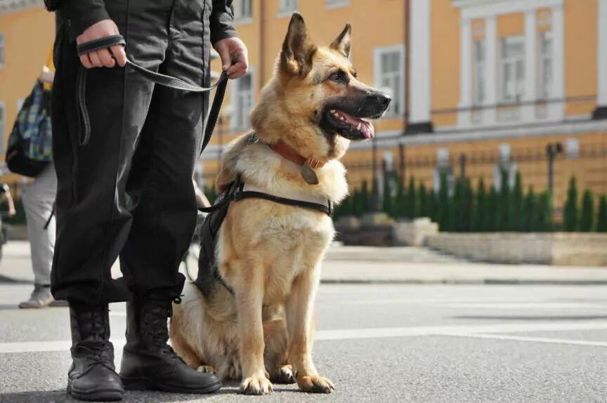 owczarek niemiecki i policjant psia funkcjonariuszka