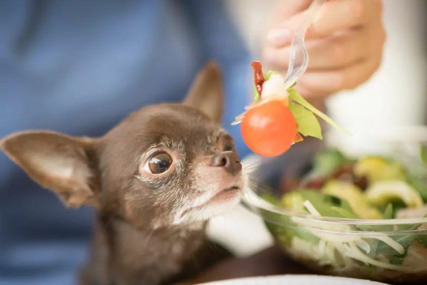 czy psy mogą jeść pomidory
