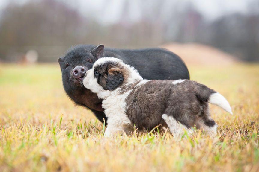 pies i świnia