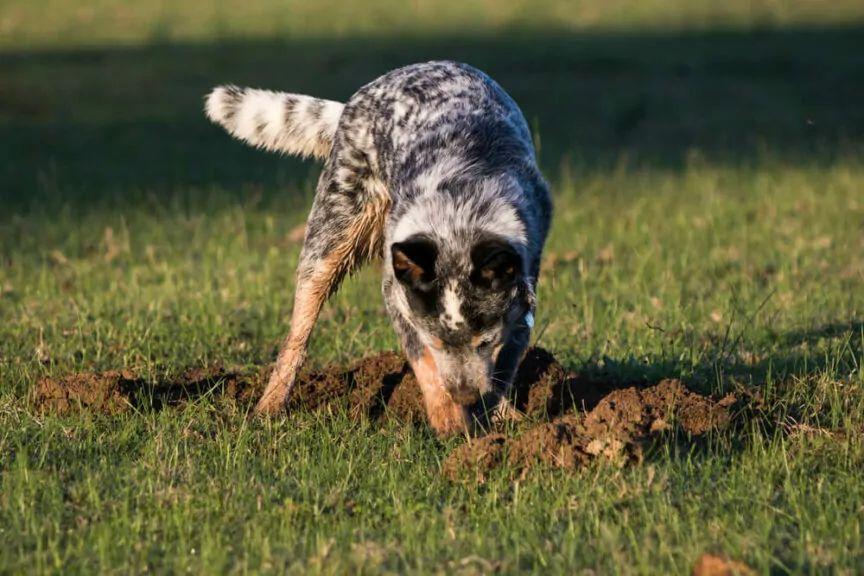 co zrobić, kiedy pies je ziemię