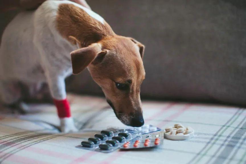 leki toksyczne dla psa
