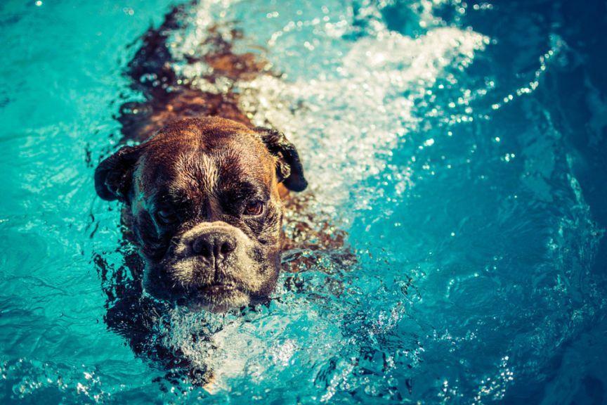 pies może zatruć się wodą