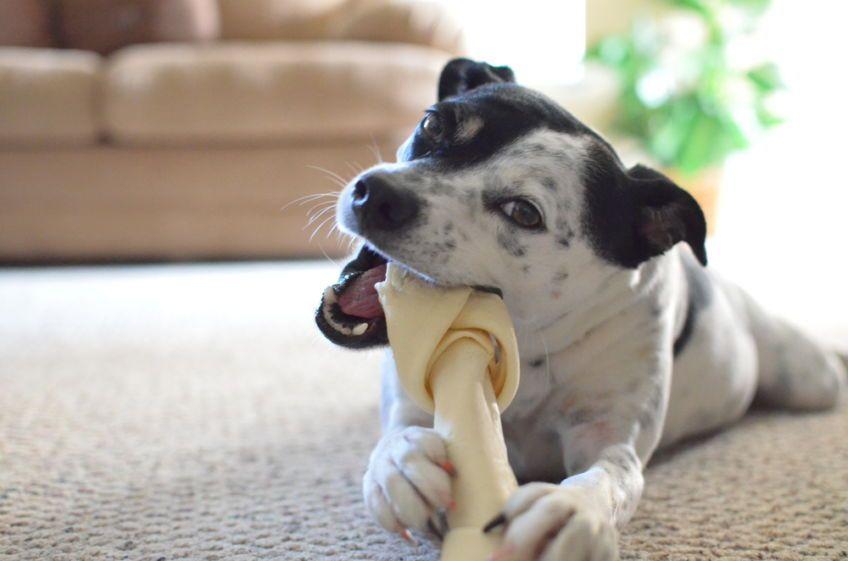 pies może złamać ząb