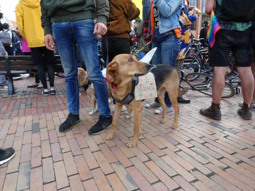 nie zabieraj psa na protesty