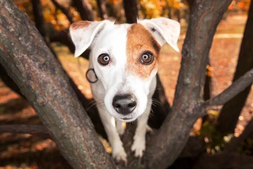 pies na drzewie