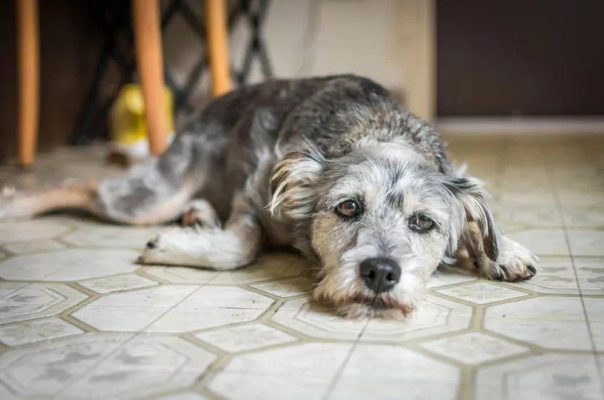 smutny pies leży na podłodze