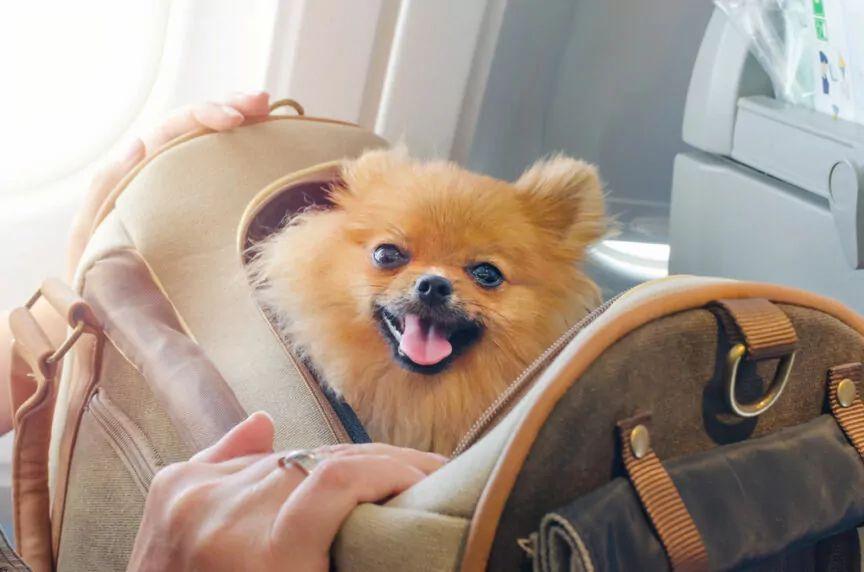 jak przwieźć małego psa samolotem