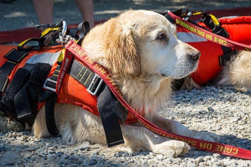 pies na szkoleniu z ratownictwa wodnego-min.jpg