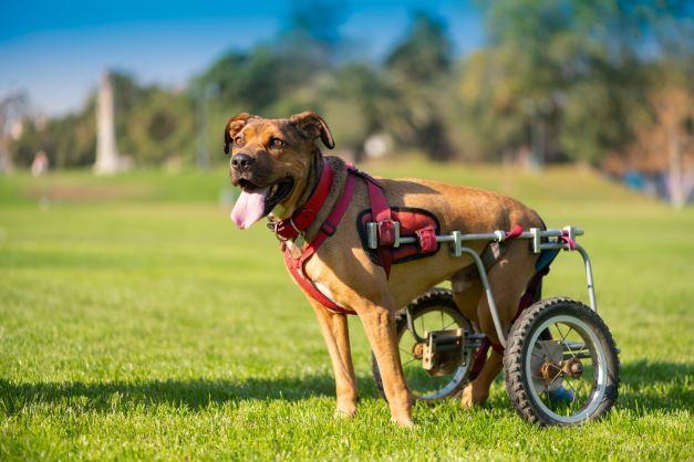 pies na wózku inwalidzkim