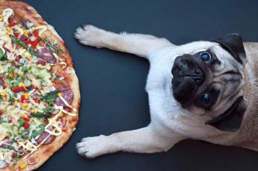 pies może jeść pizzę