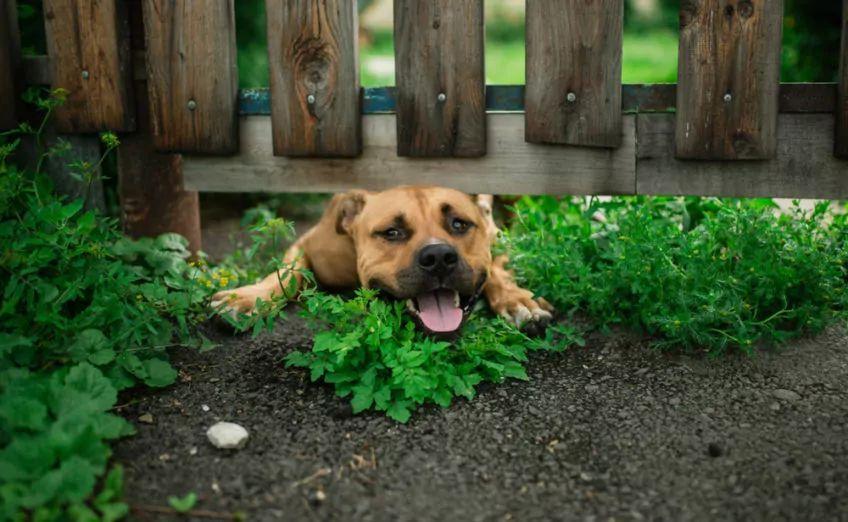 pies pod ogrodzeniem