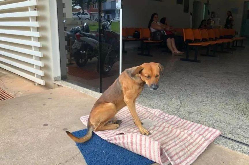 Wierny pies siedzi pod szpitalem