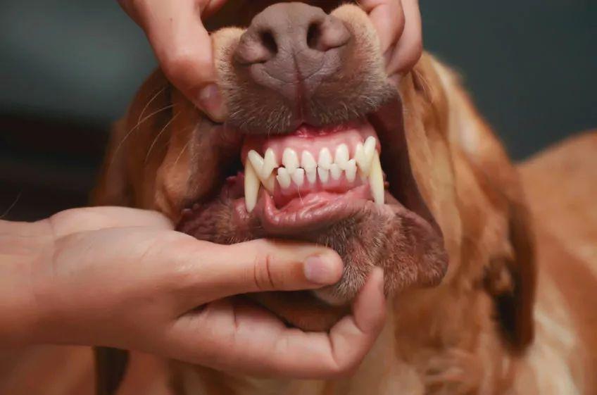 pies pokazuje zęby