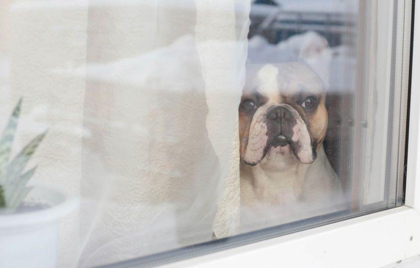 pies czeka przy oknie
