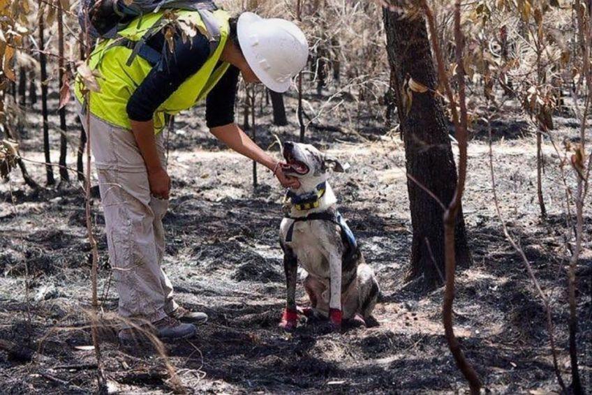 pies ratujący koale
