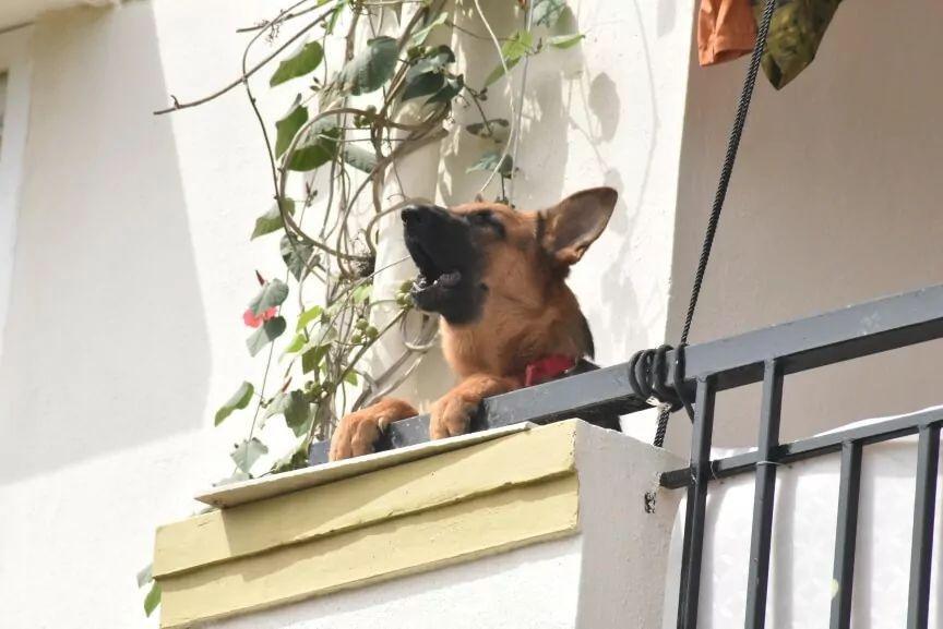 pies sąsiada ciągle szczeka na balkonie