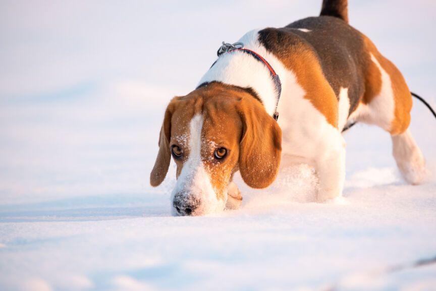 pies wkłada nos w śnieg
