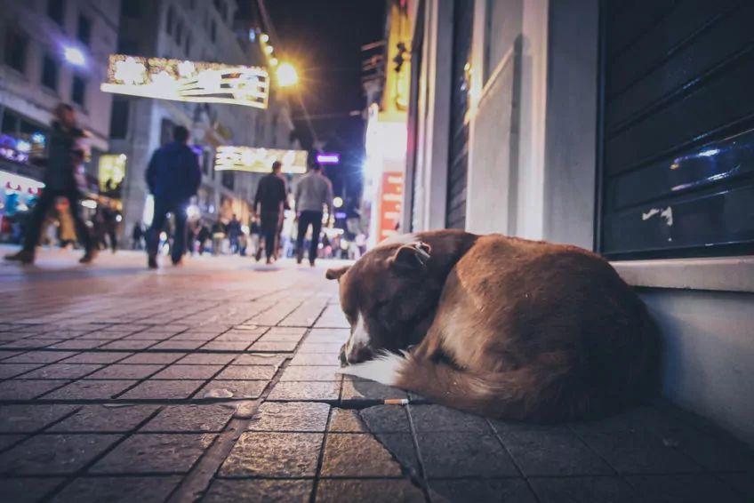 pies śpi na ulicy