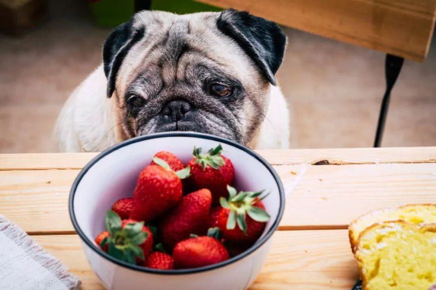 pies może jeść truskawki