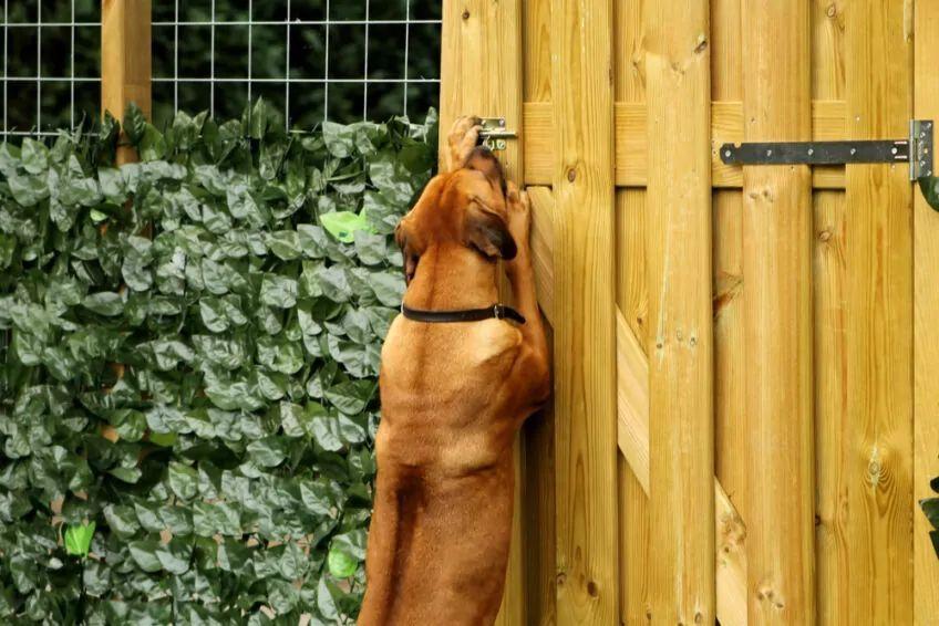 pies ucieka z ogrodu