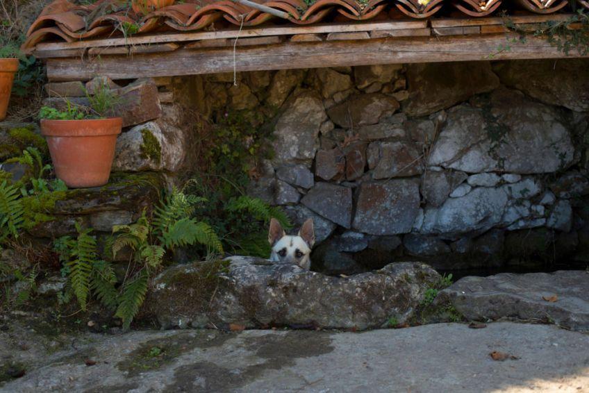 pies ukryty w ogrodzie