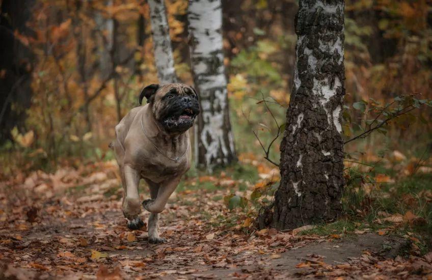 bullmastiff biegnie po lesie