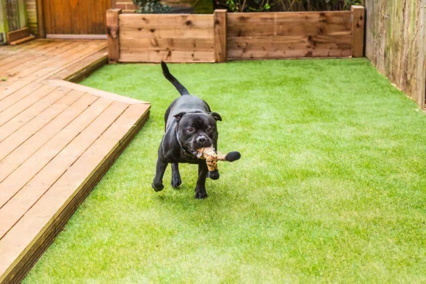 pies bawi się w ogrodzie