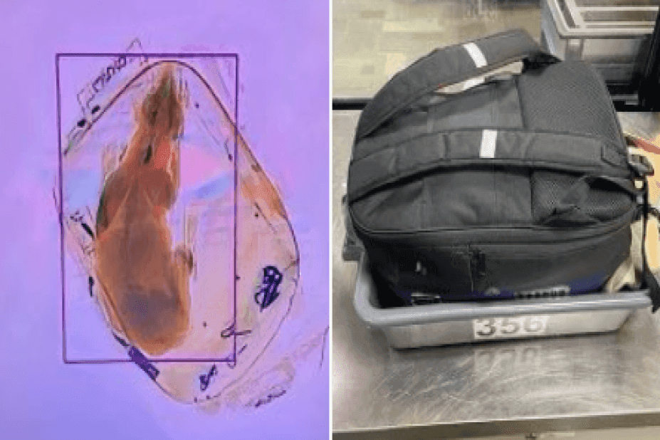 pies w plecaku na lotnisku