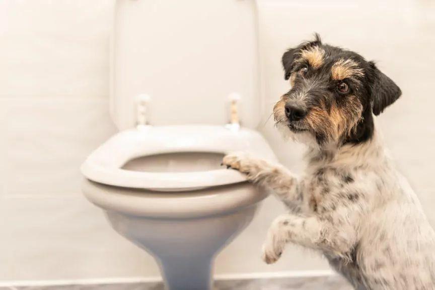 pies pije wodę z toalety