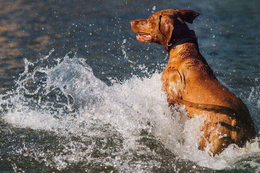 pies szaleje w wodzie