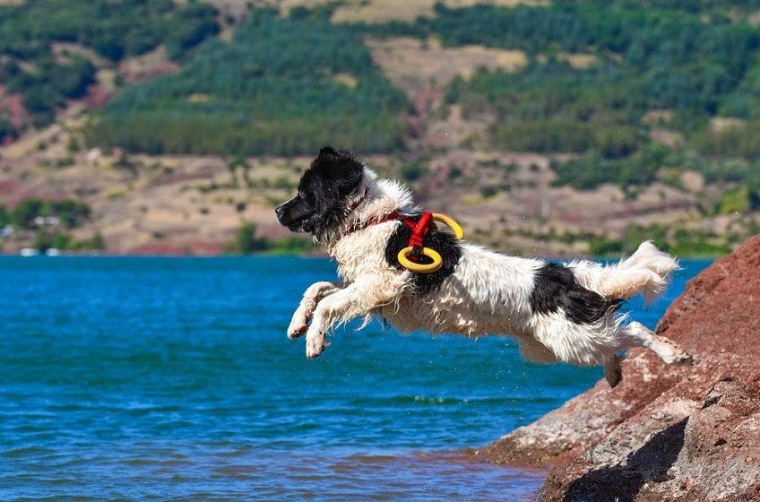 pies wodny ratunkowy-min.jpg