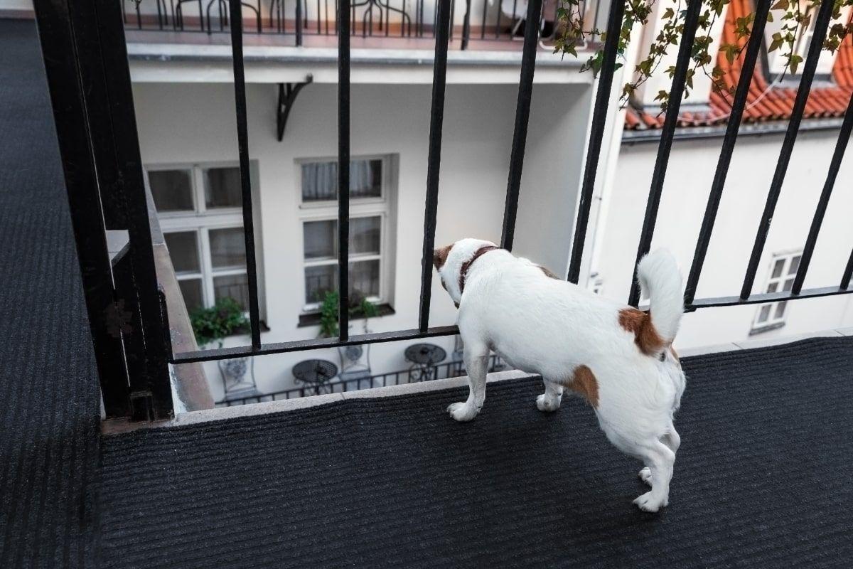 pies wypadł z balkonu