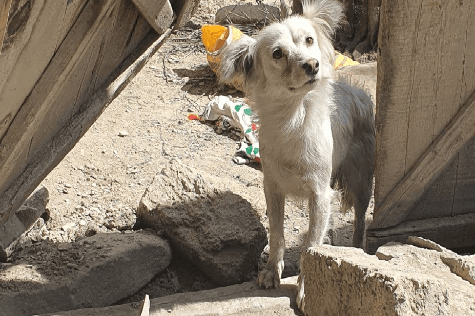 pies z afganistanu stracil rodzine w trzesieniu ziemi