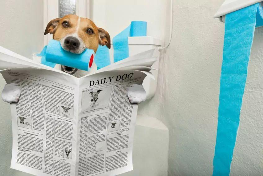 pies z gazetą