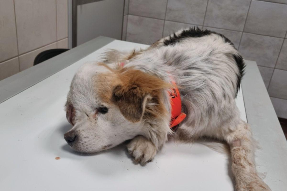pies przez 8 miesięcy żył z gnijącą głową