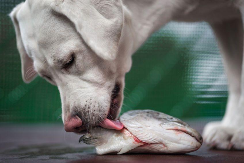 pies je rybę