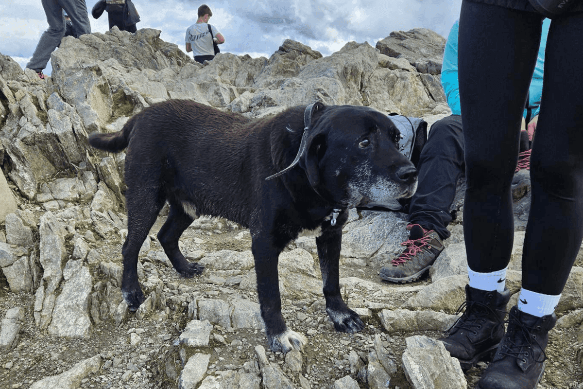 Pies zabłądził w Tatrach