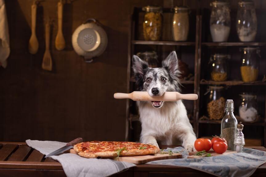 pizza dla psa
